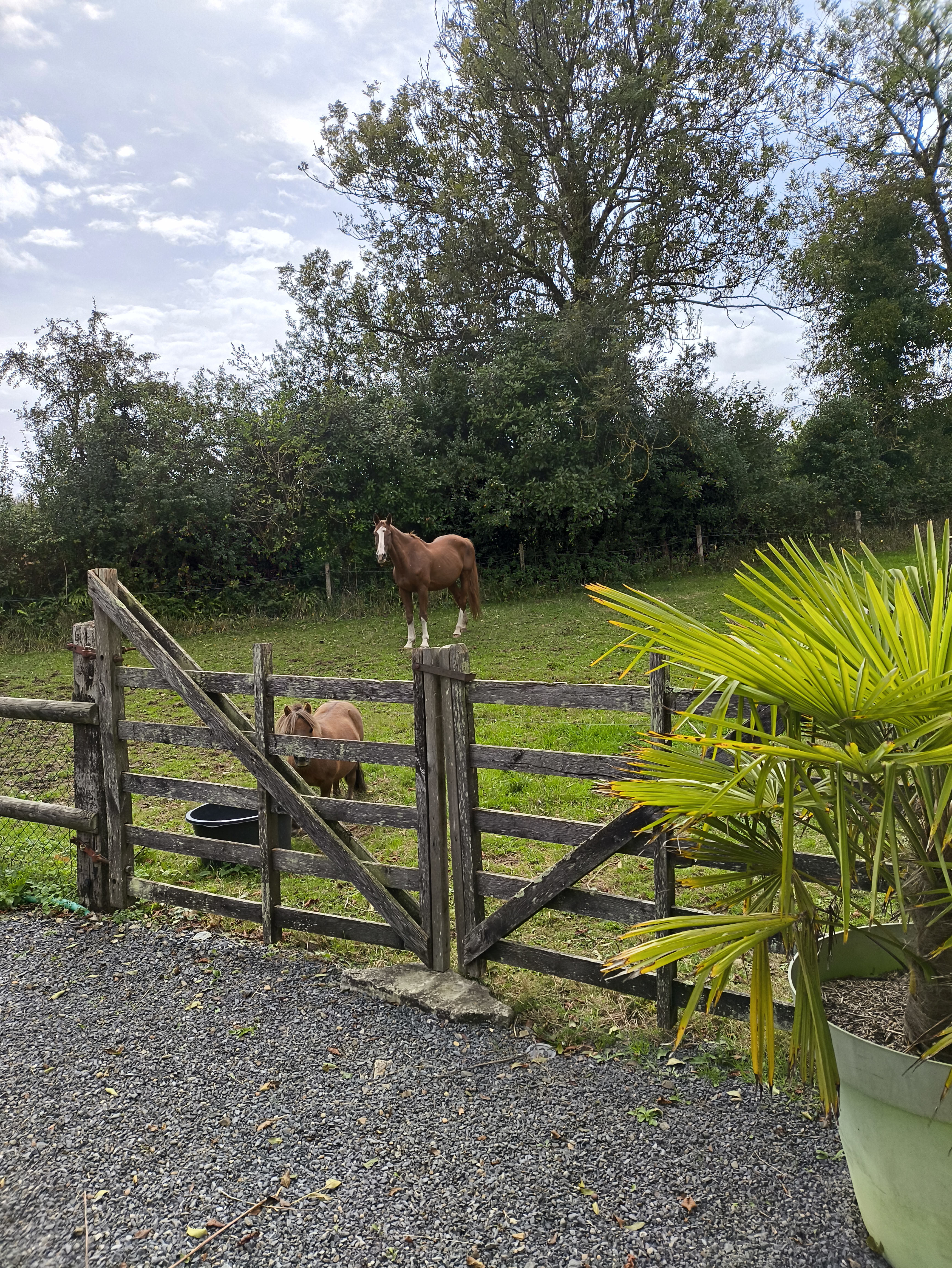 Vue sur les animaux de la cour