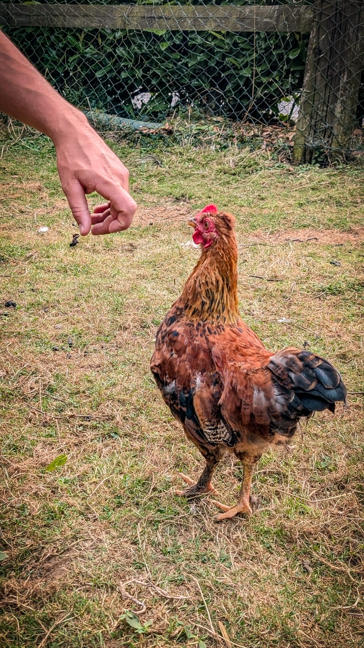 photo d'un coq