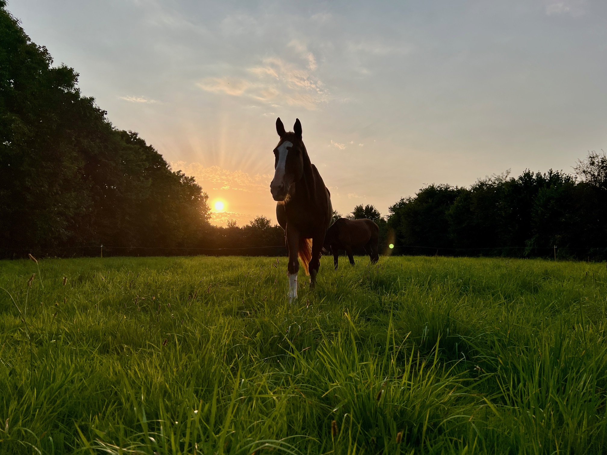 cheval dans la pâture